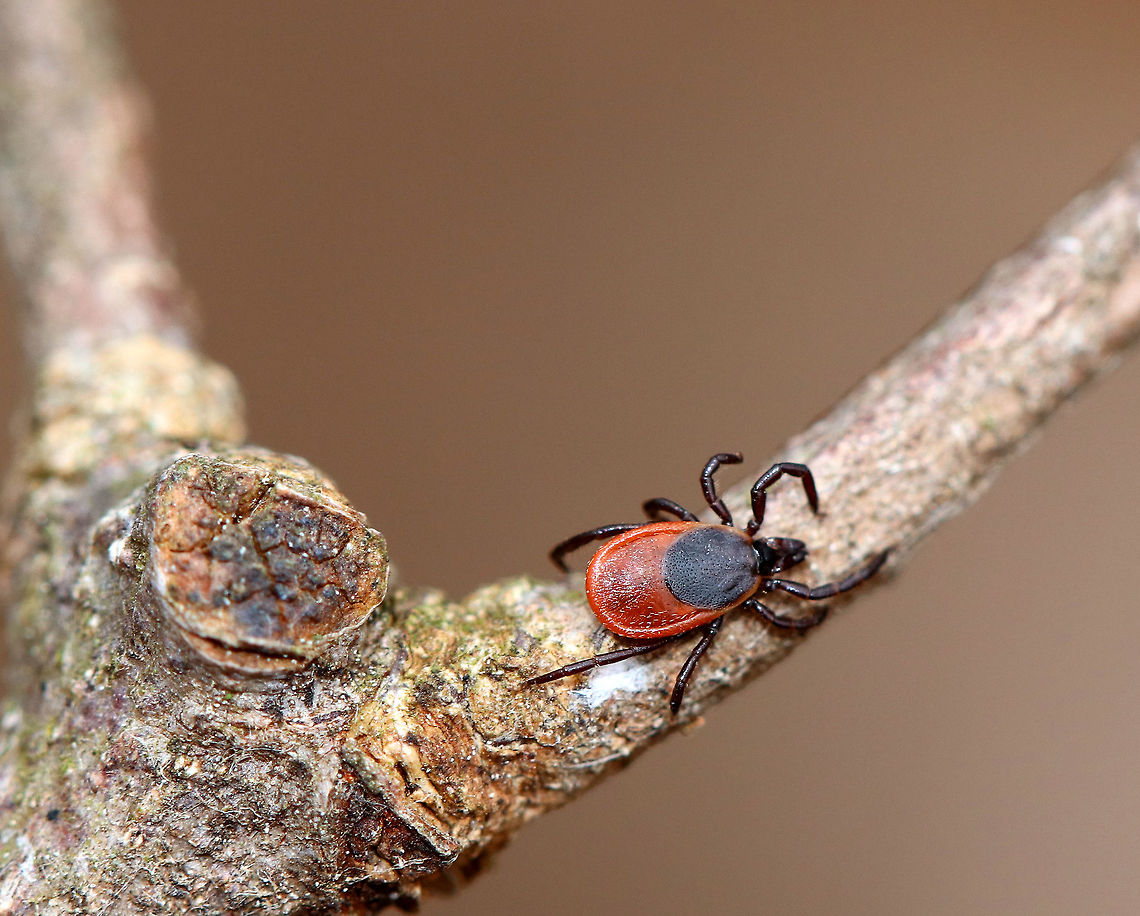 Blacklegged Tick (Female) It was freezing cold and snowing in the woods yesterday, and yet I found this determined tick crawling up my leg. She was slow, but seemingly undaunted by the cold weather. There are so many ticks in the northeastern US, that we have to routinely check for ticks every 10 minutes or so while hiking. They are like a bloodsucking plague.<br />
<br />
Adult, female blacklegged (commonly called deer ticks) have black heads and dorsal shields, dark red abdomens, and 8 legs.<br />
<br />
The lifecycle of blacklegged ticks generally lasts two years. During this time, they go through four life stages: egg, six-legged larva, eight-legged nymph, and eight-legged adult. They are three-host ticks, which means that they must have one bloodmeal during each life stage (larva, nymph, adult) in order to survive. In addition, blacklegged ticks are the main vector of Lyme disease in North America. They can also transmit other diseases such as Babesiosis, Powassan, and Anaplasmosis.  Blacklegged Tick (Female),Geotagged,Ixodes scapularis,Spring,United States,deer tick,female deer tick,female tick,ixodes,tick