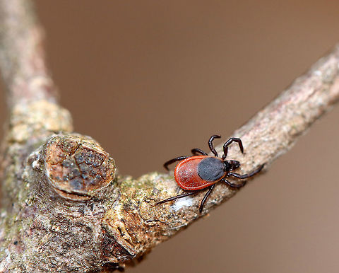 Blacklegged Tick (Female) It was freezing cold and snowing in the woods yesterday, and yet I found this determined tick crawling up my leg. She was slow, but seemingly undaunted by the cold weather. There are so many ticks in the northeastern US, that we have to routinely check for ticks every 10 minutes or so while hiking. They are like a bloodsucking plague.

Adult, female blacklegged (commonly called deer ticks) have black heads and dorsal shields, dark red abdomens, and 8 legs.

The lifecycle of blacklegged ticks generally lasts two years. During this time, they go through four life stages: egg, six-legged larva, eight-legged nymph, and eight-legged adult. They are three-host ticks, which means that they must have one bloodmeal during each life stage (larva, nymph, adult) in order to survive. In addition, blacklegged ticks are the main vector of Lyme disease in North America. They can also transmit other diseases such as Babesiosis, Powassan, and Anaplasmosis.  Blacklegged Tick (Female),Geotagged,Ixodes scapularis,Spring,United States,deer tick,female deer tick,female tick,ixodes,tick