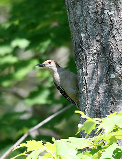 Red-bellied Woodpecker (Female) Adults are light gray on the face and underparts a with black-and-white barred pattern on their wings, back, and tail. They have a red cap and nape - males have a red cap going from the bill to the nape, while females have a red patch on the nape and another above the bill. They also have a reddish tint on their belly, which is difficult to see in field identification. Geotagged,Melanerpes carolinus,Red-bellied Woodpecker,Red-bellied Woodpecker (Female),Summer,United States,female woodpecker,woodpecker