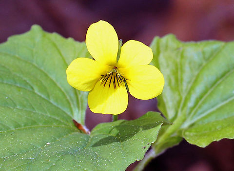 Downy Yellow Violet Yellow flowers with 5 petals. The lower petals have dark purple veins. Leaves are large, green, and heart-shaped. Downy Yellow Violet,Downy yellow violet,Geotagged,Spring,United States,Viola pubescens,flower,viola,violet,wildflower,yellow,yellow violet