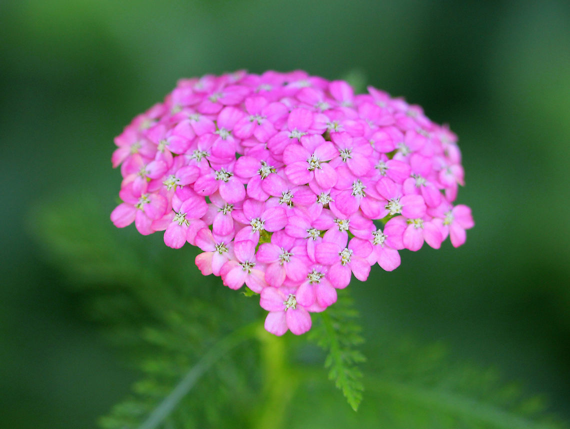 Common Yarrow The leaves of this plant are evenly distributed along the stem and have varying degrees of hairiness, appearing almost feathery or fern-like. The inflorescence, which contains flowers that are white to pink in color, is produced in a flat-topped capitulum cluster. <br />
<br />
Often considered to be an aggressive weed, it was originally introduced to America during colonial times, and has since naturalized throughout the U.S. Yarrow has many interesting and beneficial uses: It has been widely used in food, tea, and traditional medicine. Additionally, several types of cavity-nesting birds line their nests with yarrow, and experimental data suggests that adding yarrow to nests may inhibit the growth of parasites. The essential oil of yarrow may be a beneficial larvacide as it has been show to kill the larvae of Aedes albopictus Asian Tiger Mosquito).  Achillea millefolium,Common Yarrow,Common yarrow,Geotagged,Summer,United States,flower,pink,pink flowers,wildflower,wildflowers,yarrow