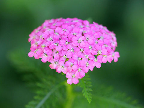 Common Yarrow The leaves of this plant are evenly distributed along the stem and have varying degrees of hairiness, appearing almost feathery or fern-like. The inflorescence, which contains flowers that are white to pink in color, is produced in a flat-topped capitulum cluster. 
Often considered to be an aggressive weed, it was originally introduced to America during colonial times, and has since naturalized throughout the U.S. Yarrow has many interesting and beneficial uses: It has been widely used in food, tea, and traditional medicine. Additionally, several types of cavity-nesting birds line their nests with yarrow, and experimental data suggests that adding yarrow to nests may inhibit the growth of parasites. The essential oil of yarrow may be a beneficial larvacide as it has been show to kill the larvae of Aedes albopictus Asian Tiger Mosquito).  Achillea millefolium,Common Yarrow,Common yarrow,Geotagged,Summer,United States,flower,pink,pink flowers,wildflower,wildflowers,yarrow