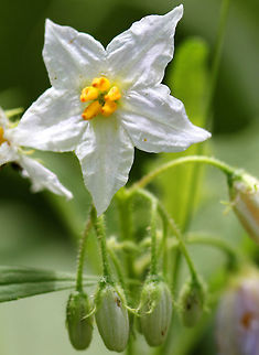 Carolina Horsenettle The flowers have five petals and are usually white with yellow centers. The leaves are alternate and oval-shaped, and are covered with fine hairs. The plant grows to 3 feet tall. The fruit resemble tomatoes - immature fruit is dark green with stripes; as it matures, the fruit turns yellow and wrinkles. 

All parts of this plant are poisonous to varying degrees due to the presence of solanine, which is a toxic alkaloid. Ingesting any part of the plant can cause fever, headache, nausea, vomiting, and diarrhea. However, ingesting the fruit can cause severe abdominal pain, circulatory and respiratory depression, and death. Carolina Horsenettle,Carolina horsenettle,Geotagged,Horsenettle,Solanum carolinense,Summer,United States,flower,white,wildflower