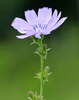 Common Chicory Chicory has a tough, hairy stem that grows up to 100 cm tall. The flower heads grow up to approximately 4 cm wide, and are usually lavender - blue in color.

Chicory is often used in salad, as a food additive, medicinally, and used in adulterated coffee. Cichorium intybus,Common Chicory,Geotagged,Summer,United States,blue daisy,blue dandelion,blue sailors,blue weed,bunk,chicory,coffeeweed,cornflower,flower,hendibeh,horseweed,ragged sailors,succory,wild bachelor's buttons,wildflower