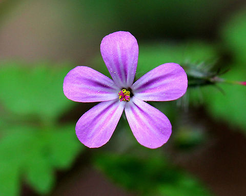 Herb-Robert - Geranium robertianum Pink flowers with 5 petals. Leaves are palmately divided into 3-5 lobed segments.

Freshly picked, crushed leaves have a strong odor that resembles burning tires. If they are rubbed on the body, the smell is said to repel mosquitoes. I suspect that the smell would repel just about any creature.  The active ingredients are tannins, a bitter compound called geraniin, and essential oils. 
https://www.jungledragon.com/image/72242/herb_robert_-_geranium_robertianum.html Death come quickly,Fox geranium,Geotagged,Geranium robertianum,Herb Robert,Herb-Robert,Red Robin,Spring,United States,flower,geranium,stinking bob,storksbill,wildflower