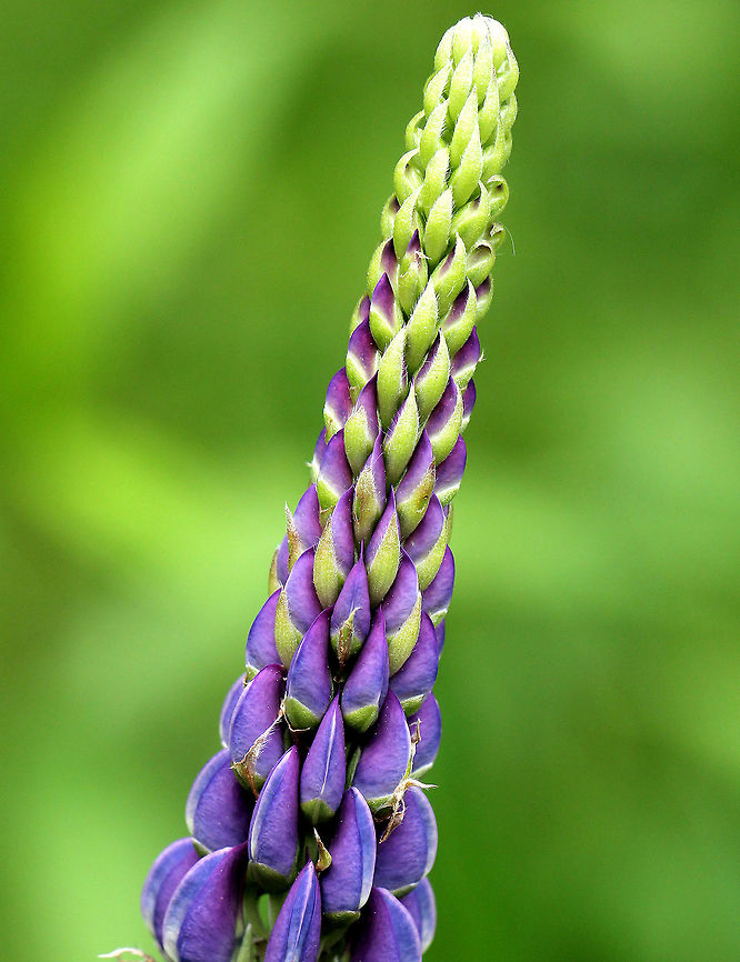 Large-leaved Lupine Beautiful purple flowers are arranged on a spike-like raceme. The individual flowers are small and pea-shaped. The leaves are palmately compound. The plant may grow to 1.5 meters tall.<br />
<br />
Large-leaved Lupine is native to the western United States and has become quite invasive in the northeast. Numerous garden varieties exist, and can easily escape from cultivation. It has also been intentionally introduced in some areas.  It is also classified as an invasive species in Sweden, Norway, Switzerland, the Czech Republic, Finland, Lithuania, New Zealand, and Ukraine. Bigleaf Lupine,Geotagged,Large-leaved Lupine,Lupinus,Lupinus polyphyllus,Spring,United States,bigleaf lupine,blue lupine,flower,lupine,purple,wildflower