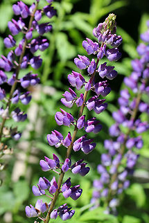 Large-leaved Lupine Beautiful purple flowers are arranged on a spike-like raceme. The individual flowers are small and pea-shaped. The leaves are palmately compound. The plant may grow to 1.5 meters tall.

 Large-leaved Lupine is native to the western United States and has become quite invasive in the northeast. Numerous garden varieties exist, and can easily escape from cultivation. It has also been intentionally introduced in some areas. It is also classified as an invasive species in Sweden, Norway, Switzerland, the Czech Republic, Finland, Lithuania, New Zealand, and Ukraine.  Bigleaf Lupine,Geotagged,Large-leaved Lupine,Lupinus polyphyllus,Spring,United States,flower,lupine,lupinus,wildflower