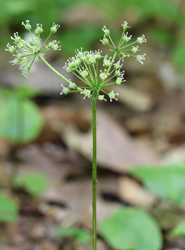 Wild Sarsaparilla Leafless stalk topped with round clusters of greenish-white flowers beneath one large, umbrella-like leaf.  I didn&#039;t get a shot of the large leaf because it was missing from this plant.<br />
<br />
The aromatic rhizomes of this plant are used as a substitute for sarsaparilla. The roots are also used in tea or chewed on their own. Aralia nudicaulis,Geotagged,Sarsaparilla,Spring,United States,Wild Sarsaparilla,Wild sarsaparilla,flowers,white,wildflowers