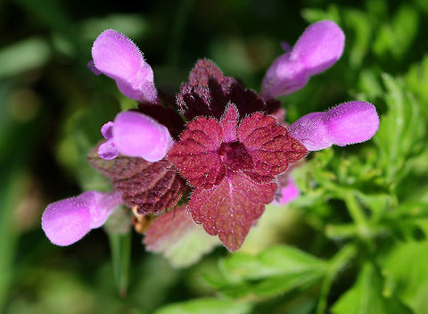 Purple Dead Nettle A central stem with densely crowded leaves. Leaves near the apex are purple/reddish in color. Sessile whorls of flowers occur above the leaf axils. Geotagged,Lamium purpureum,Purple Dead Nettle,Red Deadnettle,Spring,United States,nettle