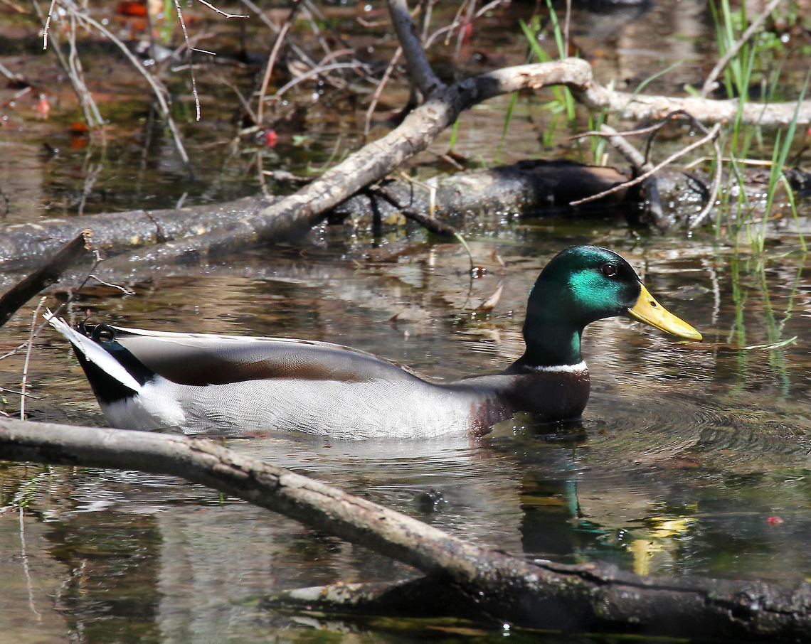 Male Mallard Duck Males have a dark, iridescent-green head and a yellow bill. They have a gray body, a brown breast, and a black rear. I spotted this duck in a large swampy vernal pool. He was with his mate. Anas platyrhynchos,Geotagged,Mallard,Spring,United States,duck,male duck,male mallard duck,mallard duck