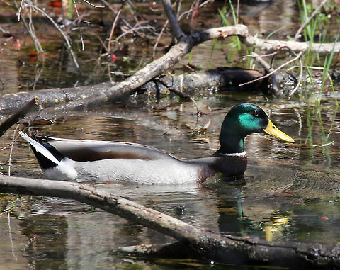 Male Mallard Duck Males have a dark, iridescent-green head and a yellow bill. They have a gray body, a brown breast, and a black rear. I spotted this duck in a large swampy vernal pool. He was with his mate. Anas platyrhynchos,Geotagged,Mallard,Spring,United States,duck,male duck,male mallard duck,mallard duck