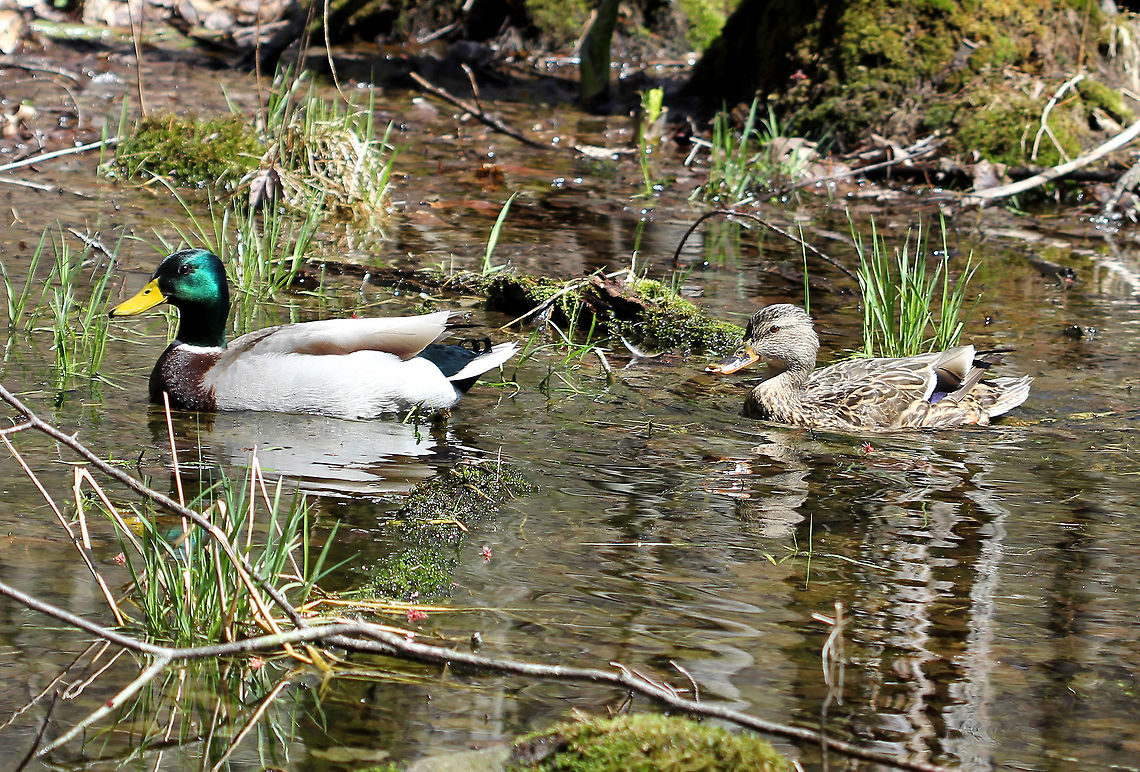 Mallard Ducks Males have a dark, iridescent-green head and a yellow bill. They have a gray body, a brown breast, and a black rear. Females are mottled brown with orange-and-brown bills. Both sexes have a white-bordered, blue patch in the wing.   I spotted these ducks in a large, swampy vernal pool. Anas platyrhynchos,Geotagged,Mallard,Mallard Ducks,Spring,United States,ducks,mallards