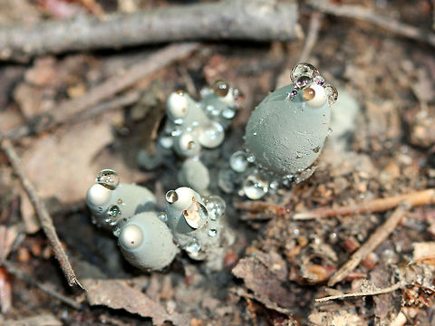 Dead Man's Fingers Dead Man's Fingers are characterized by their elongated upright, clavate, or strap-like stromata poking up through the ground, which look like fingers. Color at first is a pale to bluish or purplish dust of conidia, except at the whitish tip. But, they eventually turn black overall. Fruiting body is 3-10 cm tall. Dead Man's Fingers,Geotagged,Spring,United States,Xylaria polymorpha,fungi,fungus,mushrooms