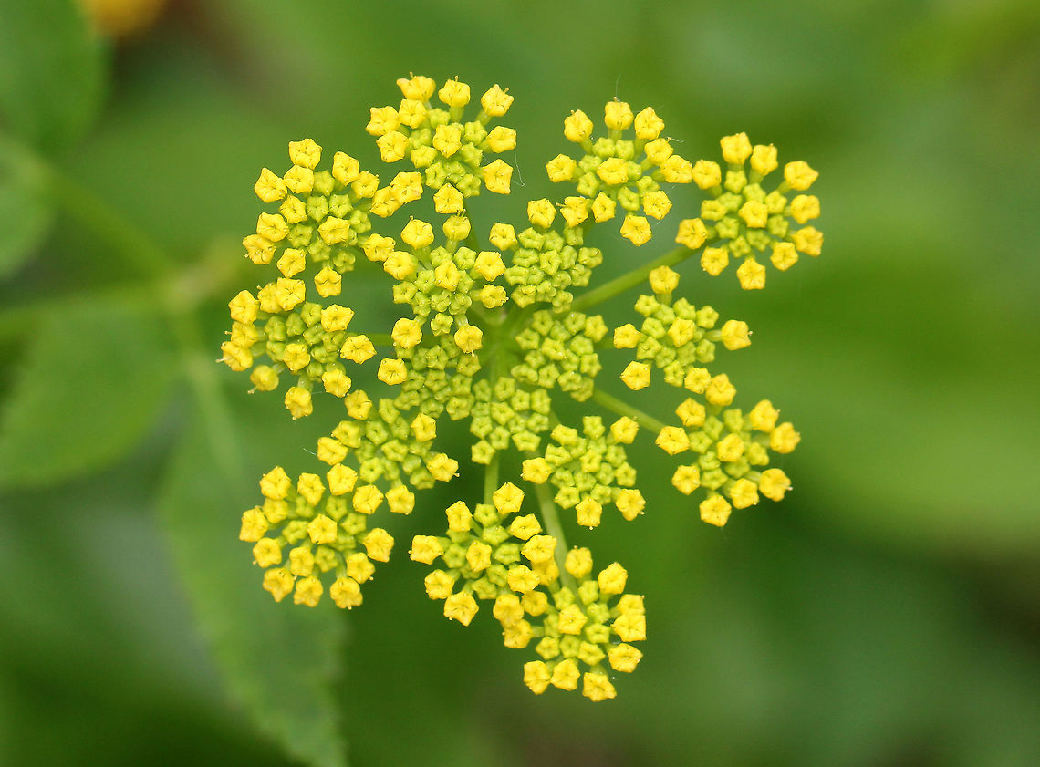 Golden Alexanders Flat-topped compound umbels of small, yellow flowers. Leaves are twice divided with 3-13 long, pointed toothed leaflets.<br />
<br />
This plant is possibly toxic. Although, some claim that it can be used medicinally. Personally, I don't think it's worth the risk, especially considering this plant is in the parsley family. Anyone foolish enough to mess around with plants in the parsley family are playing herbal roulette.  Geotagged,Golden Alexanders,Spring,United States,Zizia,Zizia aurea,flower,wildflower,yellow