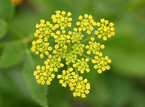 Golden Alexanders Flat-topped compound umbels of small, yellow flowers. Leaves are twice divided with 3-13 long, pointed toothed leaflets.

This plant is possibly toxic. Although, some claim that it can be used medicinally. Personally, I don't think it's worth the risk, especially considering this plant is in the parsley family. Anyone foolish enough to mess around with plants in the parsley family are playing herbal roulette.  Geotagged,Golden Alexanders,Spring,United States,Zizia,Zizia aurea,flower,wildflower,yellow