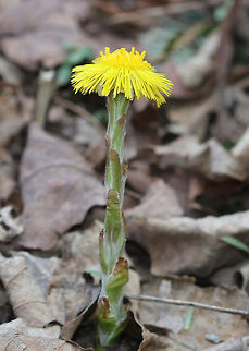 Coltsfoot A perennial herbaceous plant whose flowers resemble a dandelion. Flowers bloom on leafless stems with the leaves appearing later.

The genus name comes from the Latin word "tussis" (cough), which alludes to the plant's reputation as a treatment for coughs. The leaves and flowers of this plant are still used in herbal medicine as an expectorant. However, it has been found to contain traces of liver affecting pyrrolizidine alkaloids, which may be toxic in large doses. Coltsfoot,Geotagged,Spring,Tussilago farfara,United States,flower,wildflower,yellow