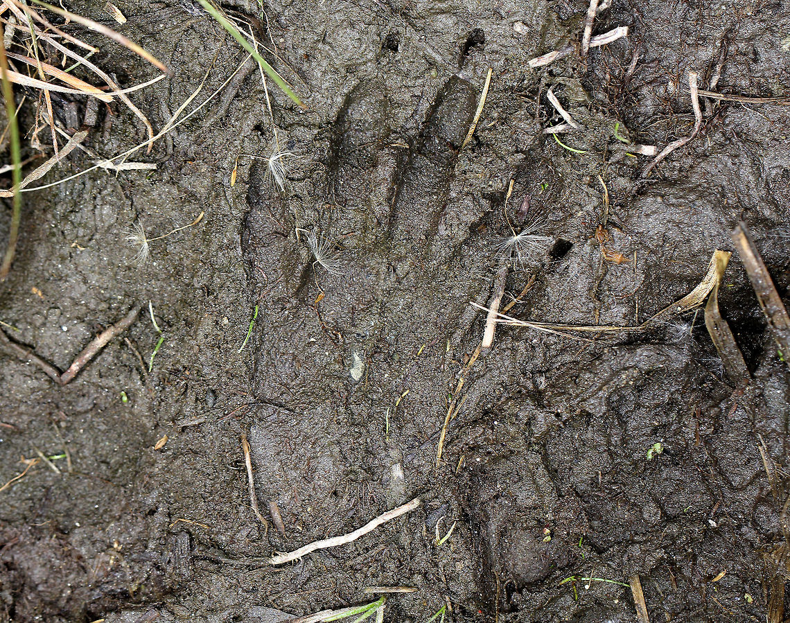 Raccoon Tracks Trash Panda tracks! I think this is a hind foot track.  I spotted it in the mud between a river and a meadow.  <br />
<br />
Raccoons are considered to be very intelligent and cunning, possibly even more clever than foxes and equal in intelligence to rhesus macaques.  Research shows that raccoons have been found to be comparable to primates in density of neurons in the cerebral cortex, which is a neuroanatomical indicator of intelligence. Geotagged,Procyon lotor,Raccoon,Raccoon Tracks,Spring,United States,coon,signs of wildlife,tracks,trash panda