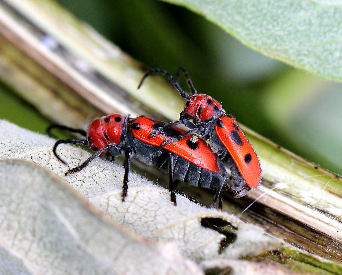 Red Milkweed Beetles Mating milkweed beetles with red and black aposematic coloring.<br />
<br />
The scientific names are both derived from the Ancient Greek for &quot;four eyes.&quot; Many longhorn beetles have antennae that are situated very near the eye. However, in the red milkweed beetle, this adaptation has been carried to an extreme: the bases of the antennae actually bisect the eye. Odd, but interesting. Geotagged,Red Milkweed Beetles,Red milkweed beetle,Summer,Tetraopes,Tetraopes tetrophthalmus,United States,beetles,mating,milkweed beetles,red,wild love