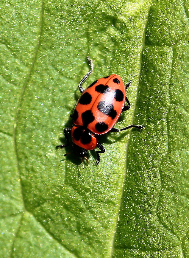 Spotted Lady Beetle Spotted Lady Beetles are a pinkish red color. Body shape is oval with six black spots on each elytron. The pronotum has two large triangular black spots. The head is black with a red triangular marking. Coleomegilla,Coleomegilla maculata,Geotagged,Spotted Lady Beetle,Spotted Ladybird,Spring,United States,beetle,lady beetle