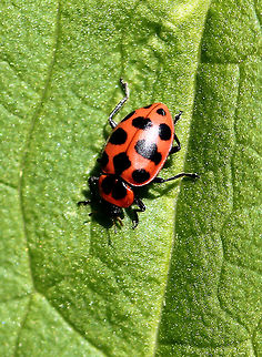 Spotted Lady Beetle Spotted Lady Beetles are a pinkish red color. Body shape is oval with six black spots on each elytron. The pronotum has two large triangular black spots. The head is black with a red triangular marking. Coleomegilla,Coleomegilla maculata,Geotagged,Spotted Lady Beetle,Spotted Ladybird,Spring,United States,beetle,lady beetle