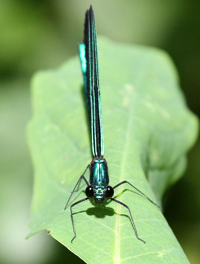 Ebony Jewelwing Damselfly (Male) Males have an iridescent blue-green head and body with black wings.  They are gorgeous - like flying jewels. Calopteryx maculata,Ebony Jewelwing,Ebony Jewelwing Damselfly,Ebony Jewelwing Damselfly (Male),Geotagged,Summer,United States,damselfly,male damselfly