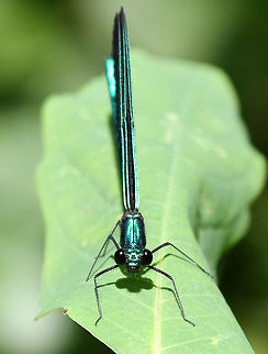 Ebony Jewelwing Damselfly (Male) Males have an iridescent blue-green head and body with black wings.  They are gorgeous - like flying jewels. Calopteryx maculata,Ebony Jewelwing,Ebony Jewelwing Damselfly,Ebony Jewelwing Damselfly (Male),Geotagged,Summer,United States,damselfly,male damselfly