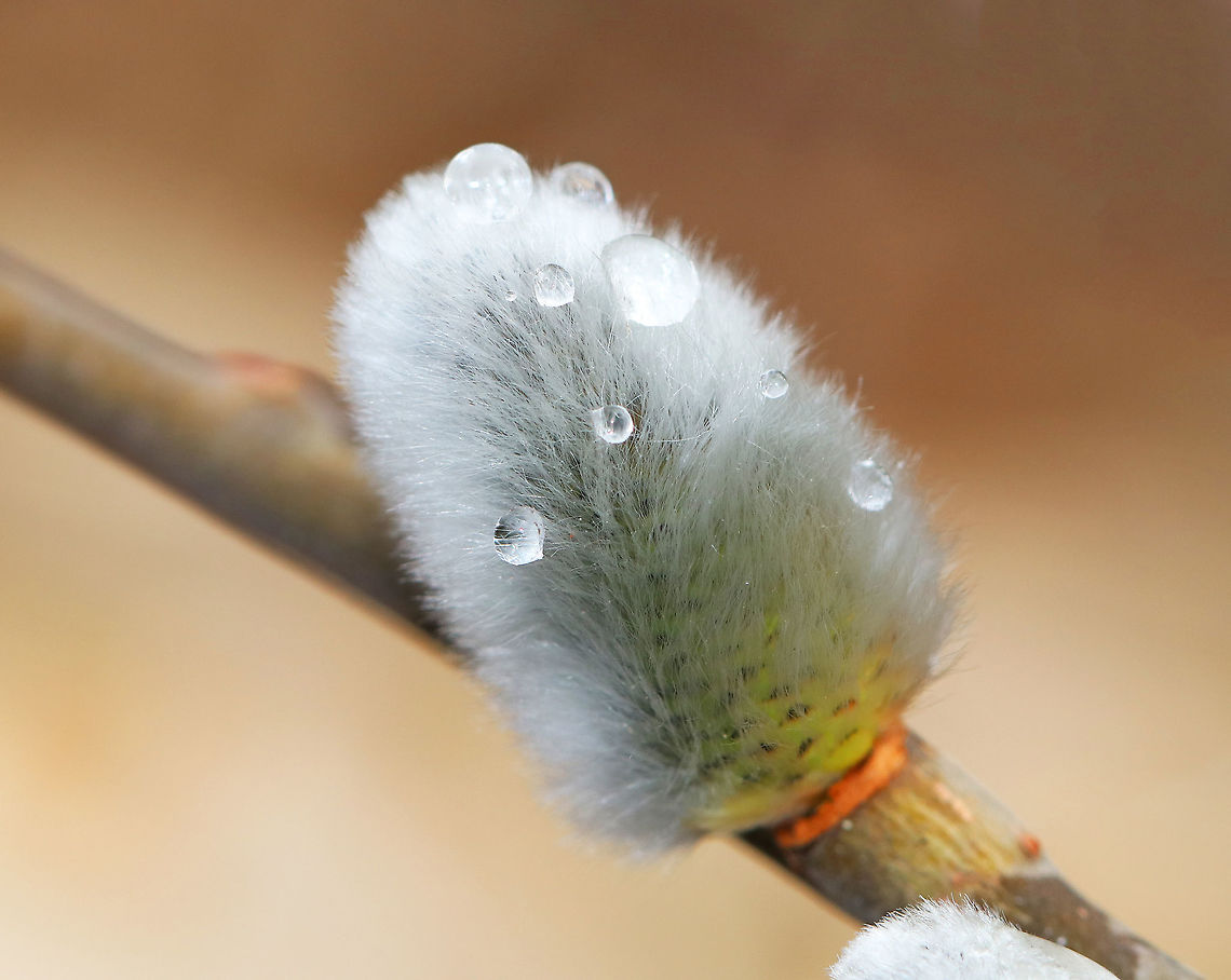 Glaucous Willow A weak-wooded deciduous shrub that has oval leaves, and soft, silky, silver catkins (flowers) that appear in early spring before the new leaves. Male and female catkins are on different plants (dioecious) with the male catkins maturing yellow at pollen release. <br />
<br />
I spotted a few of these willow branches, full of catkins, in a swamp. They had been broken off their tree/shrub, probably during recent storms. Geotagged,Glaucous Willow,Salix discolor,Spring,United States,catkins,pussy willow,willow