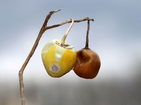 Carolina Horsenettle Fruit The fruit of Carolina Horsenettle resembles cherry tomatoes - immature fruit is dark green with stripes; as it matures, the fruit turns yellow and wrinkles. 

All parts of this plant are poisonous to varying degrees due to the presence of solanine, which is a toxic alkaloid. Ingesting any part of the plant can cause fever, headache, nausea, vomiting, and diarrhea. However, ingesting the fruit can cause severe abdominal pain, circulatory and respiratory depression, and death. I spotted lots of these fruits in various states of decay throughout a meadow. A good clue that a fruit may be toxic is when they are still left in nature after a long winter - not even the animals will eat them. Carolina Horsenettle,Carolina Horsenettle Fruit,Carolina horsenettle,Geotagged,Horsenettle,Solanum carolinense,Spring,United States,fruit