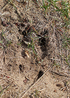 White-tailed Deer Hind Track These hind tracks were quite large and were approximately 7cm long!  The hind tracks of deer have two hoofed, pointed toes that form a somewhat heart-shaped track. The outer wall of the track is mostly straight, while the inner wall is usually either straight or slightly concave.  This sandy substrate was perfect to register this print, including the two dewclaws in back of the two long toes!

 Geotagged,Odocoileus virginianus,Spring,United States,White-tailed Deer,White-tailed Deer Hind Track,White-tailed Deer track,White-tailed deer,deer,deer tracks,signs of wildlife,track,tracks