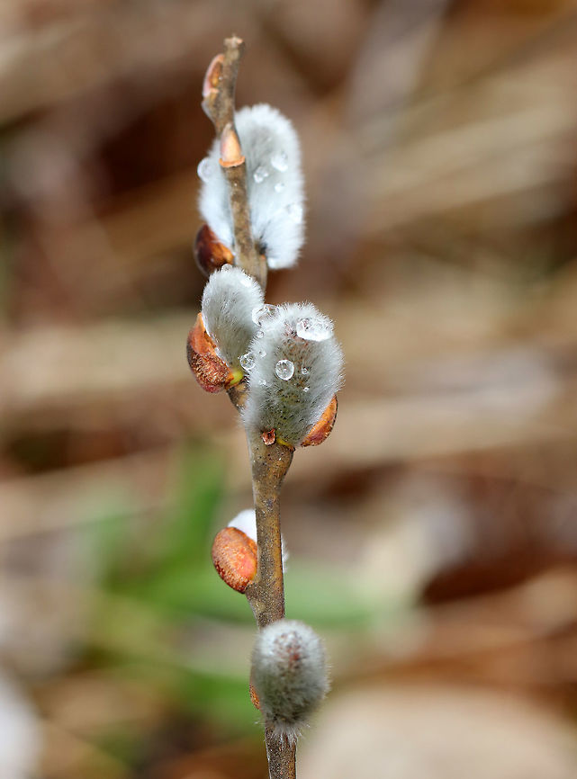 Glaucous Willow A weak-wooded deciduous shrub that has oval leaves, and soft, silky, silver catkins (flowers) that appear in early spring before the new leaves. Male and female catkins are on different plants (dioecious) with the male catkins maturing yellow at pollen release. <br />
<br />
I spotted a few of these willow branches, full of catkins, in a swamp. They had been broken off their tree/shrub, probably during recent storms.  Geotagged,Glaucous Willow,Glaucous willow,Salix discolor,Spring,United States,catkins,pussy willow,willow