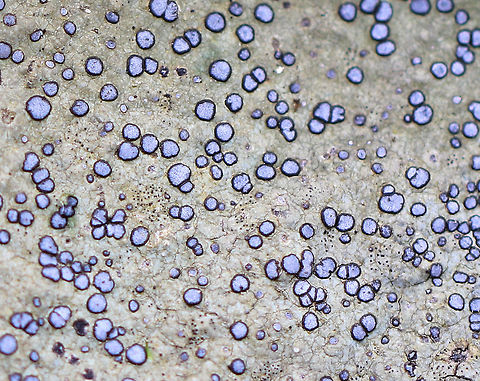 Smoky-eye Boulder Lichen This crustose lichen had such beautiful, sky-blue apothecia and was completely stunning. The apothecia were rimmed with black/dark blue and the thallus was gray. They were growing on large, moss-covered rocks throughout a mixed forest. Geotagged,Porpidia,Porpidia Lichen,Porpidia albocaerulescens,Smoky-eye Boulder Lichen,Spring,United States,crustose lichen,lichen