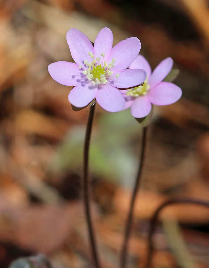 Sharp-Lobed Hepatica An early spring wildflower with lavender flowers and 3-lobed leaves.<br />
<br />
 The word &quot;hepatica&quot; is derived from the Latin word for &quot;liver&quot;, which refers to the supposed resemblance of the leaves to the liver. This resemblance led early herbalists to assume that these plants would be effective in treating liver ailments.<br />
<br />
 This plant is listed as &quot;threatened&quot; in Connecticut. Anemone,Anemone acutiloba,Anemone hepatica,Geotagged,Hepatica nobilis,Sharp-Lobed Hepatica,Spring,United States,flower,hepatica,lavender,purple,wildflower
