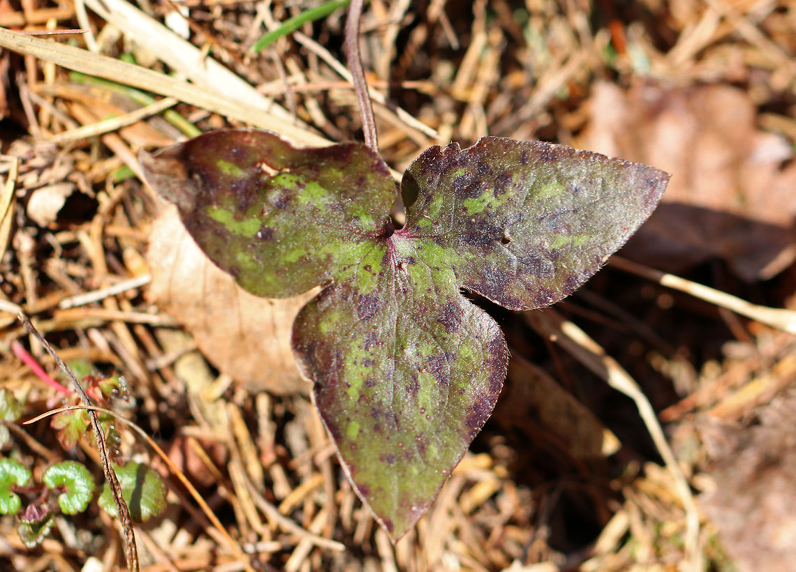 Sharp-Lobed Hepatica An early spring wildflower with lavender flowers and 3-lobed leaves.<br />
<br />
 The word &quot;hepatica&quot; is derived from the Latin word for &quot;liver&quot;, which refers to the supposed resemblance of the leaves to the liver. This resemblance led early herbalists to assume that these plants would be effective in treating liver ailments.<br />
<br />
 This plant is listed as &quot;threatened&quot; in Connecticut.  Anemone acutiloba,Anemone hepatica,Geotagged,Hepatica,Hepatica nobilis,Sharp-Lobed Hepatica,Spring,United States,anemone