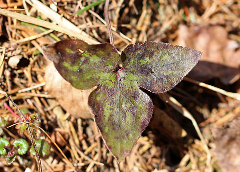 Sharp-Lobed Hepatica An early spring wildflower with lavender flowers and 3-lobed leaves.

 The word "hepatica" is derived from the Latin word for "liver", which refers to the supposed resemblance of the leaves to the liver. This resemblance led early herbalists to assume that these plants would be effective in treating liver ailments.

 This plant is listed as "threatened" in Connecticut.  Anemone acutiloba,Anemone hepatica,Geotagged,Hepatica,Hepatica nobilis,Sharp-Lobed Hepatica,Spring,United States,anemone