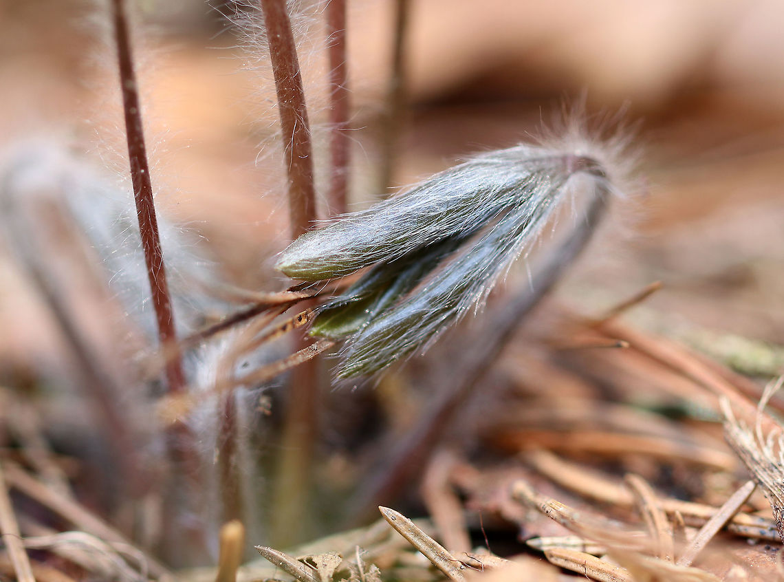 Sharp-Lobed Hepatica An early spring wildflower with lavender flowers and 3-lobed leaves.<br />
<br />
 The word &quot;hepatica&quot; is derived from the Latin word for &quot;liver&quot;, which refers to the supposed resemblance of the leaves to the liver. This resemblance led early herbalists to assume that these plants would be effective in treating liver ailments.<br />
<br />
 This plant is listed as &quot;threatened&quot; in Connecticut.  Anemone acutiloba,Anemone hepatica,Geotagged,Hepatica,Hepatica nobilis,Sharp-Lobed Hepatica,Spring,United States,anemone