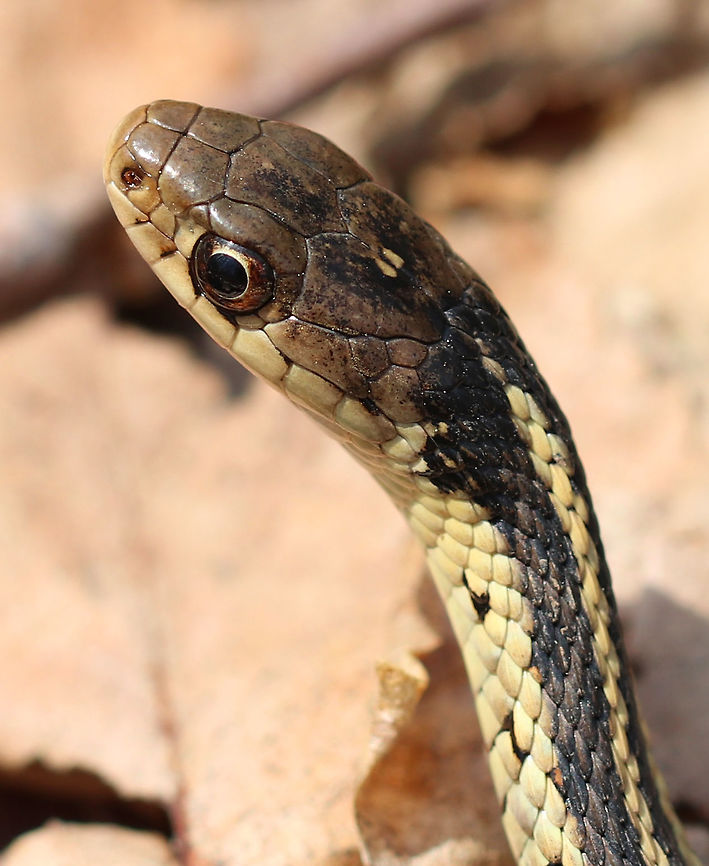 Common Garter Snake This snake has a pattern of yellow stripes on a brownish green background. This one was about 35 cm long. I found it with just its head sticking out of the leaf litter in a deciduous forest. I sat on the ground right next to it, but it did not slither away and was perhaps a bit overconfident in it&#039;s camouflage. Common Garter Snake,Geotagged,Spring,Thamnophis,Thamnophis sirtalis,United States,garter snake,snake