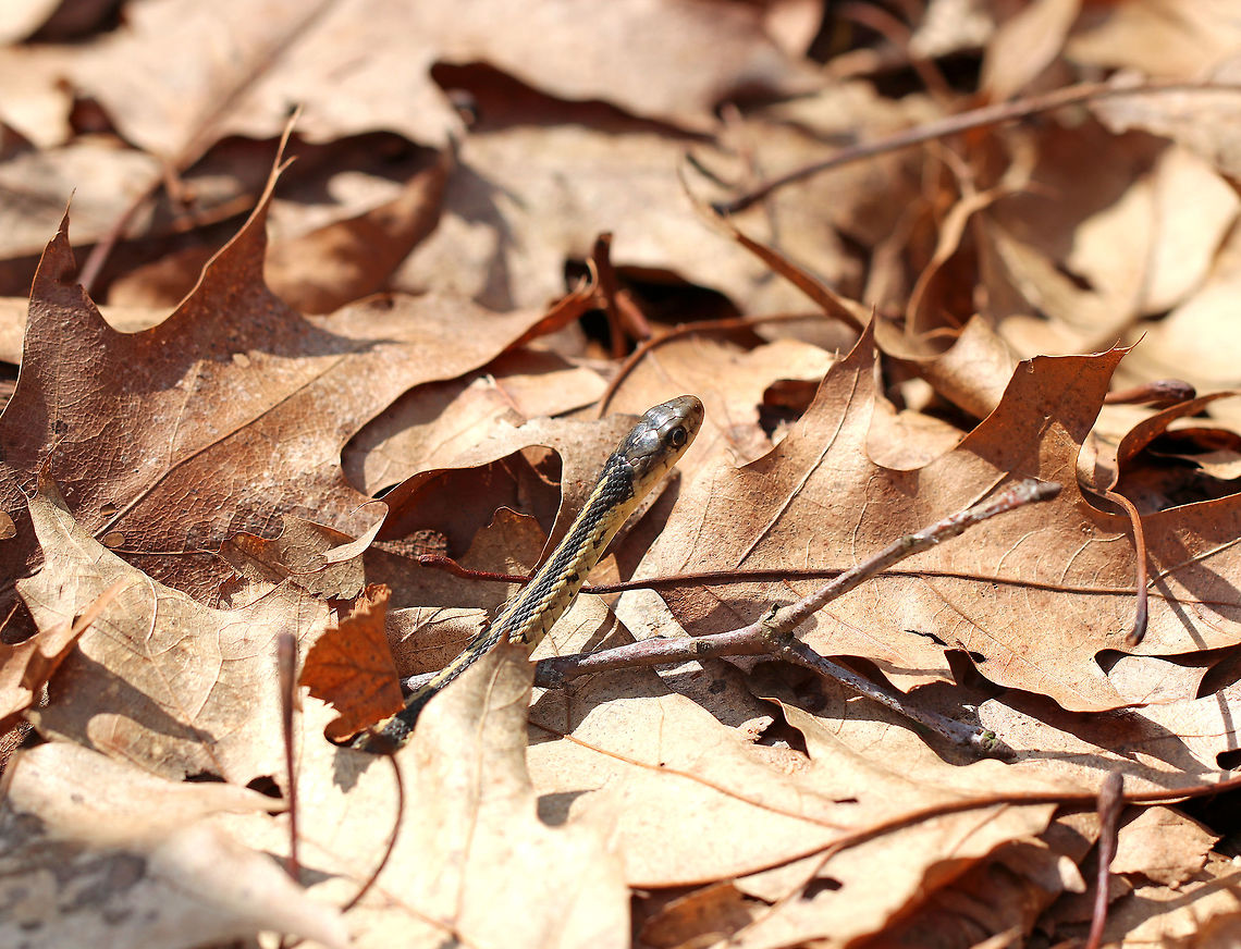 Common Garter Snake This snake has a pattern of yellow stripes on a brownish green background. This one was about 35 cm long. I found it with just its head sticking out of the leaf litter in a deciduous forest. I sat on the ground right next to it, but it did not slither away and was perhaps a bit overconfident in it&#039;s camouflage.  Common Garter Snake,Garter Snake,Geotagged,Spring,Thamnophis,Thamnophis sirtalis,United States,snake