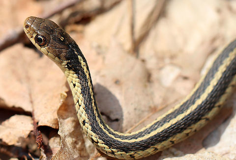 Common Garter Snake This snake has a pattern of yellow stripes on a brownish green background. This one was about 35 cm long. I found it with just its head sticking out of the leaf litter in a deciduous forest. I sat on the ground right next to it, but it did not slither away and was perhaps a bit overconfident in it's camouflage.  Common Garter Snake,Geotagged,Spring,Thamnophis,Thamnophis sirtali,Thamnophis sirtalis,United States,common garter snake,garter snake,snake