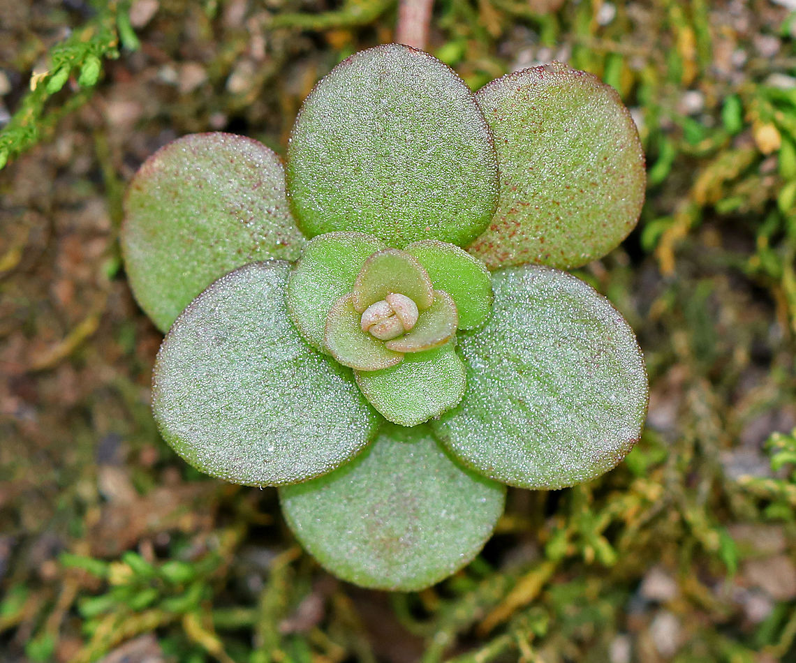 Woodland Stonecrop - Sedum ternatum Woodland Stonecrop has beautiful white flowers, which bloom April to May. Unfortunately, probably due to colder than usual temperatures, these hadn&#039;t bloomed yet. The common name of &quot;stonecrop&quot; refers to its ability to thrive on boulders, where its succulent leaves help it to retain moisture in shallow soil.  I found a patch of it growing on top of plant roots along the edge of a creek.<br />
<figure class="photo"><a href="https://www.jungledragon.com/image/71754/woodland_stonecrop_-_sedum_ternatum.html" title="Woodland Stonecrop - Sedum ternatum"><img src="https://s3.amazonaws.com/media.jungledragon.com/images/3232/71754_thumb.jpg?AWSAccessKeyId=05GMT0V3GWVNE7GGM1R2&Expires=1767225610&Signature=p2w%2FSA4qTvkJgA%2FMUHFvxb5wpGc%3D" width="102" height="152" alt="Woodland Stonecrop - Sedum ternatum Woodland Stonecrop has beautiful white flowers, which bloom April to May. Unfortunately, probably due to colder than usual temperatures, these hadn&#039;t bloomed yet. The common name of &quot;stonecrop&quot; refers to its ability to thrive on boulders, where its succulent leaves help it to retain moisture in shallow soil. I found a patch of it growing on top of plant roots along the edge of a creek.<br />
https://www.jungledragon.com/image/59018/woodland_stonecrop.html Geotagged,Sedum ternatum,Spring,United States,Woodland stonecrop" /></a></figure> Geotagged,Sedum,Sedum ternatum,Spring,United States,stonecrop,woodland stonecrop