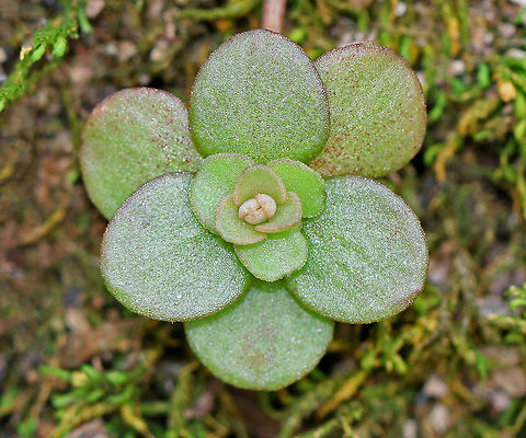 Woodland Stonecrop - Sedum ternatum Woodland Stonecrop has beautiful white flowers, which bloom April to May. Unfortunately, probably due to colder than usual temperatures, these hadn't bloomed yet. The common name of "stonecrop" refers to its ability to thrive on boulders, where its succulent leaves help it to retain moisture in shallow soil.  I found a patch of it growing on top of plant roots along the edge of a creek.
https://www.jungledragon.com/image/71754/woodland_stonecrop_-_sedum_ternatum.html Geotagged,Sedum,Sedum ternatum,Spring,United States,stonecrop,woodland stonecrop