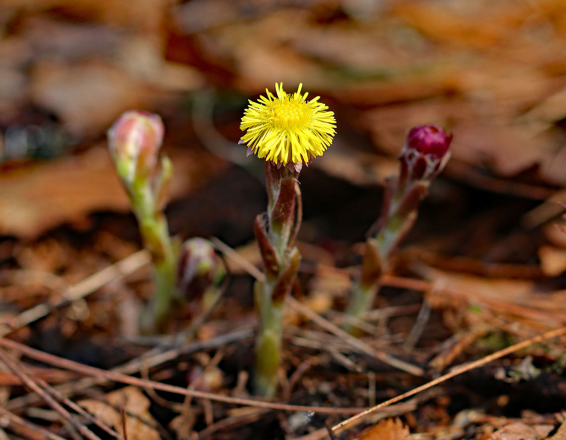 Coltsfoot A perennial herbaceous plant whose flowers resemble a dandelion. Flowers bloom on leafless stems with the leaves appearing later. The genus name comes from the Latin word &quot;tussis&quot; (cough), which alludes to the plant&#039;s reputation as a treatment for coughs. The leaves and flowers of this plant are still used in herbal medicine as an expectorant. However, it has been found to contain traces of liver affecting pyrrolizidine alkaloids, which may be toxic in large doses.<br />
<br />
I found many of these flowers throughout a marshy, mixed forest. Coltsfoot,Geotagged,Spring,Tussilago farfara,United States,ass's foot,bullsfoot,flower,foalswort,wildflower