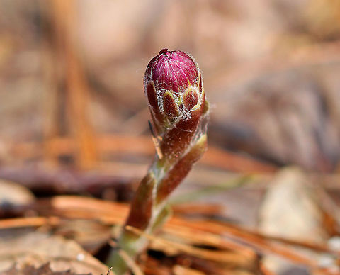 Coltsfoot A perennial herbaceous plant whose flowers resemble a dandelion. Flowers bloom on leafless stems with the leaves appearing later. The genus name comes from the Latin word "tussis" (cough), which alludes to the plant's reputation as a treatment for coughs. The leaves and flowers of this plant are still used in herbal medicine as an expectorant. However, it has been found to contain traces of liver affecting pyrrolizidine alkaloids, which may be toxic in large doses.

I found many of these flowers throughout a marshy, mixed forest.  Coltsfoot,Geotagged,Spring,Tussilago farfara,United States,ass's foot,bullsfoot,flower,foalswort,wildflower