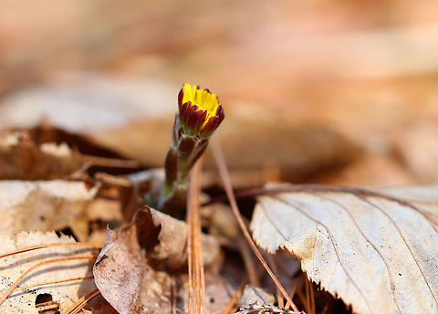 Coltsfoot A perennial herbaceous plant whose flowers resemble a dandelion. Flowers bloom on leafless stems with the leaves appearing later. The genus name comes from the Latin word "tussis" (cough), which alludes to the plant's reputation as a treatment for coughs. The leaves and flowers of this plant are still used in herbal medicine as an expectorant. However, it has been found to contain traces of liver affecting pyrrolizidine alkaloids, which may be toxic in large doses.

I found many of these flowers throughout a marshy, mixed forest.  Coltsfoot,Geotagged,Spring,Tussilago farfara,United States,ass's foot,bullsfoot,flower,foalswort,wildflower,yellow