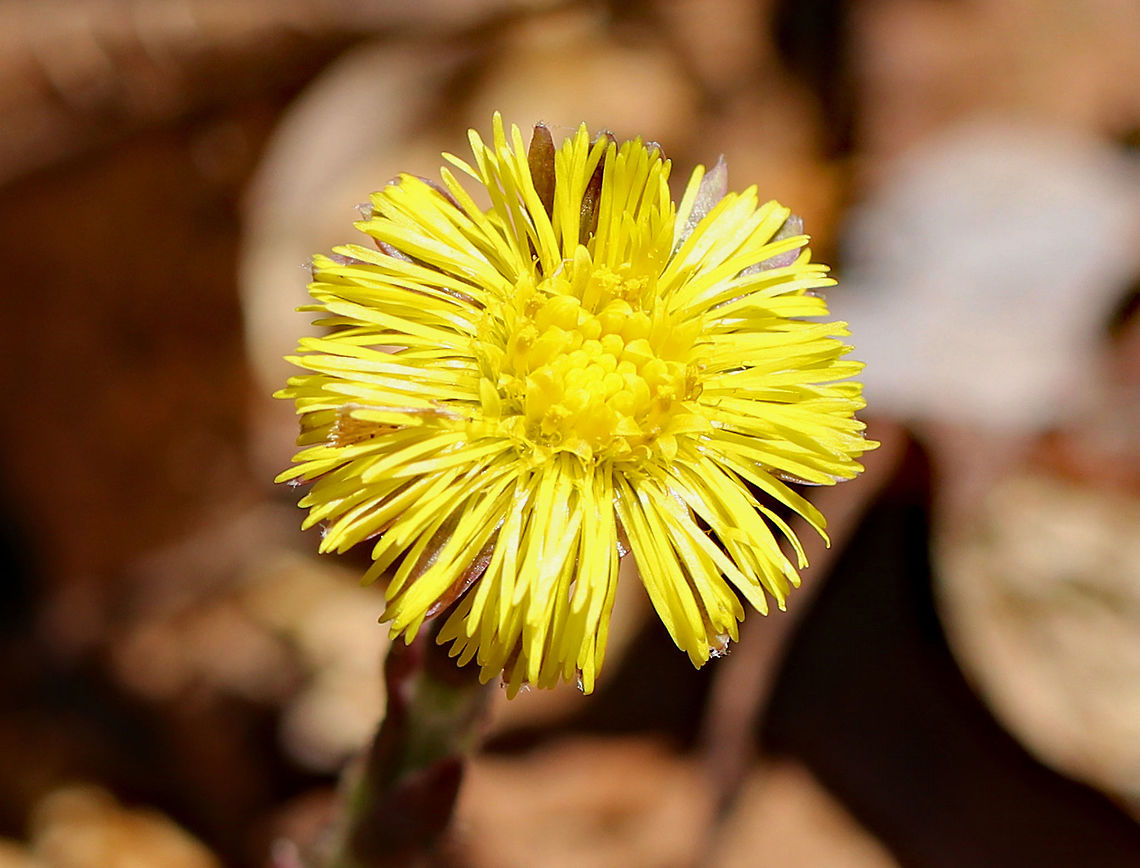 Coltsfoot A perennial herbaceous plant whose flowers resemble a dandelion. Flowers bloom on leafless stems with the leaves appearing later. The genus name comes from the Latin word "tussis" (cough), which alludes to the plant's reputation as a treatment for coughs. The leaves and flowers of this plant are still used in herbal medicine as an expectorant. However, it has been found to contain traces of liver affecting pyrrolizidine alkaloids, which may be toxic in large doses.<br />
<br />
I found many of these flowers throughout a marshy, mixed forest. Coltsfoot,Geotagged,Spring,Tussilago farfara,United States,ass's foot,bullsfoot,coltsfoot,flower,foalswort,wildflower,yellow