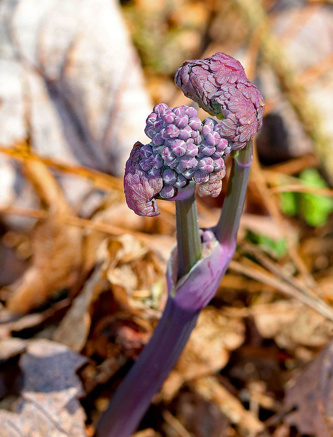 Early Meadow Rue This plant was just popping up through the leaf litter!  At maturity, it will have clusters of long-stemmed, drooping, greenish-white flowers atop leafy stems.  <br />
<br />
The species name is derived from the Greek word meaning &quot;two households&quot;, which alludes to the fact that the male and female flowers are on separate plants. Early Meadow Rue,Geotagged,Spring,Thalictrum,Thalictrum dioicum,United States,early meadow-rue,meadow rue,quicksilver weed,quicksilver-weed,thalictrum diocum
