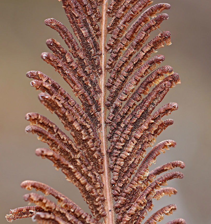 Fiddlehead Fern A clump-forming, deciduous fern, which may reach 6&#039; tall in the wild. I only found plants that were dormant from the winter. <br />
<br />
The unfurled, sterile leaves, when they first appear above the ground during the spring, are rolled and circular in shape. At that stage of development, they are referred to as &#039;fiddleheads&#039; or &#039;croziers&#039;.  these fiddleheads are especially prized in the northeastern United States, where they are collected, sold, and eaten as gourmet food. Geotagged,Matteuccia struthiopteris,Ostrich fern,Spring,United States,fern,fiddlehead fern,ostrich fern,shuttlecock fern