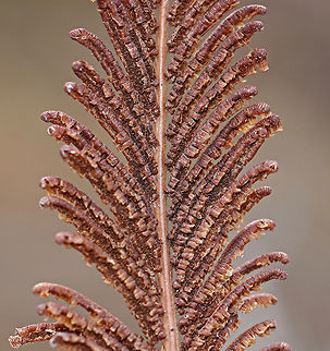Fiddlehead Fern A clump-forming, deciduous fern, which may reach 6' tall in the wild. I only found plants that were dormant from the winter. 

The unfurled, sterile leaves, when they first appear above the ground during the spring, are rolled and circular in shape. At that stage of development, they are referred to as 'fiddleheads' or 'croziers'.  these fiddleheads are especially prized in the northeastern United States, where they are collected, sold, and eaten as gourmet food. Geotagged,Matteuccia struthiopteris,Ostrich fern,Spring,United States,fern,fiddlehead fern,ostrich fern,shuttlecock fern
