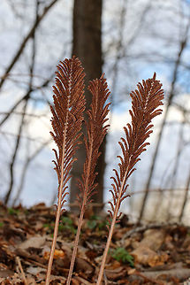 Fiddlehead Fern A clump-forming, deciduous fern, which may reach 6' tall in the wild. I only found plants that were dormant from the winter. 

 The unfurled, sterile leaves, when they first appear above the ground during the spring, are rolled and circular in shape. At that stage of development, they are referred to as 'fiddleheads' or 'croziers'. these fiddleheads are especially prized in the northeastern United States, where they are collected, sold, and eaten as gourmet food.  Fiddlehead Fern,Geotagged,Matteuccia struthiopteris,Ostrich fern,Spring,United States,fern,ostrich fern