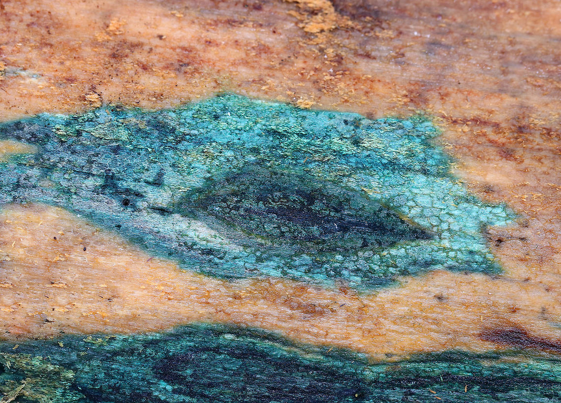 Chlorociboria-Infected Wood - Chlorociboria sp. Beautiful &quot;blue wood&quot;, which is characteristic of wood that has been infected with Chlorociboria fungus.  No fruiting bodies were present. I found this wood in a swamp, where I was searching for frogs.<br />
<br />
Chlorociboria species contain a napthaquinone pigment called xylindein, which is the reason for the characteristic bluish-green stain that occurs on wood that&#039;s infected by this species.<br />
 Chlorociboria,Chlorociboria-Infected Wood,Geotagged,Spring,United States,blue,blue wood,fungi,fungus,wood