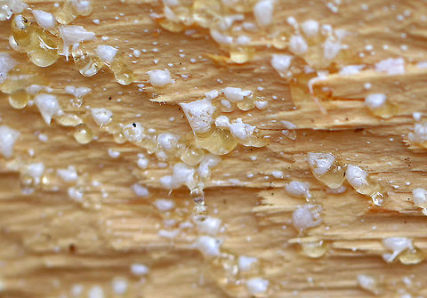 Eastern White Pine Tree Resin (Sap) I have come across countless trees that came down during winter storms.  This beautiful pine tree appeared like it had been very healthy, just unlucky enough to have been felled by the elements. The sap was pouring out of its wounds and glistened beautifully.

Pine trees are very resilient, coniferous trees. Like most trees, they produce sap.  Sap is essential to a tree because although the roots are responsible for taking in water and nutrients, the sap is the stuff that actually spreads these nutrients throughout the tree.  

Pine tree sap has numerous uses - including use as glue, making turpentine and candles, starting fires, and waterproofing baskets, pails, and boats. Interestingly, the Chippewa also used pine sap to treat infections and even gangrenous wounds. This is because pine sap apparently has a number of efficient antimicrobials.  Eastern White Pine,Geotagged,Pinus strobus,Spring,United States,eastern white pine,eastern white pine sap,eastern white pine tree,pine resin,pine sap,pinus,resin,sap,soft pine,white pine